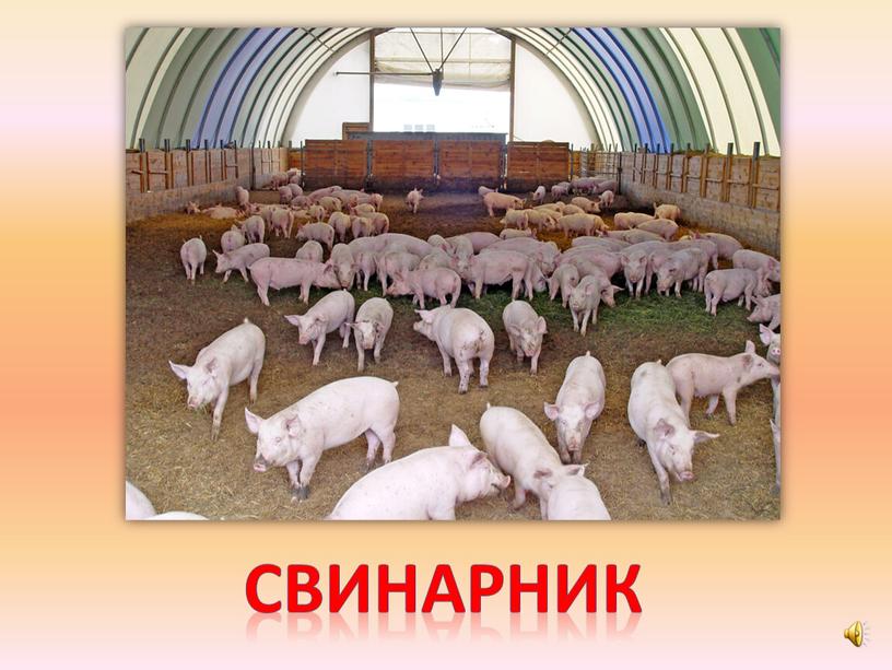 свинарник