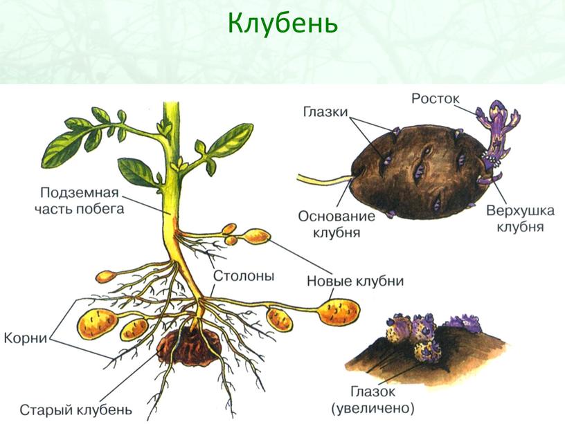 Клубень