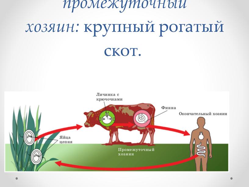 Цикл развития бычьего цепня: со сменой хозяев