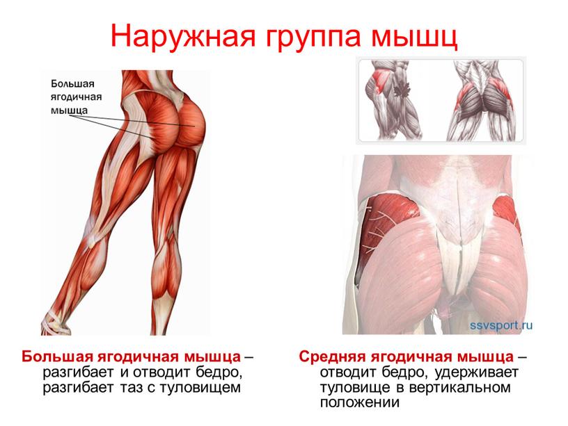 Наружная группа мышц Большая ягодичная мышца – разгибает и отводит бедро, разгибает таз с туловищем