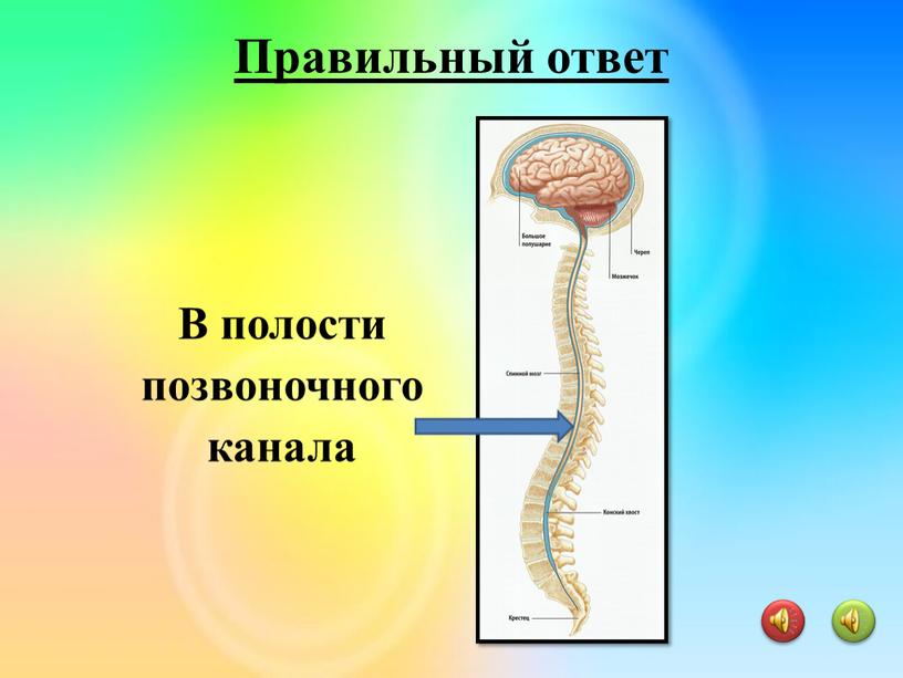 В полости позвоночного канала Правильный ответ