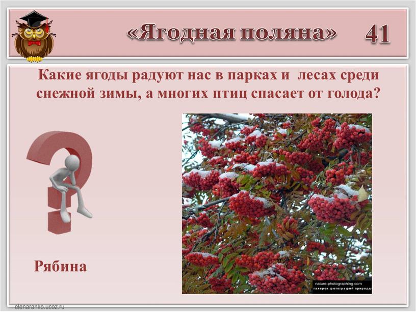 Ягодная поляна» 41 Рябина Какие ягоды радуют нас в парках и лесах среди снежной зимы, а многих птиц спасает от голода?