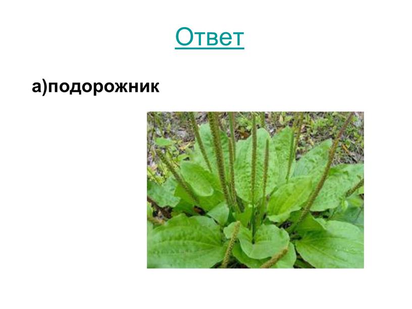 Ответ а)подорожник