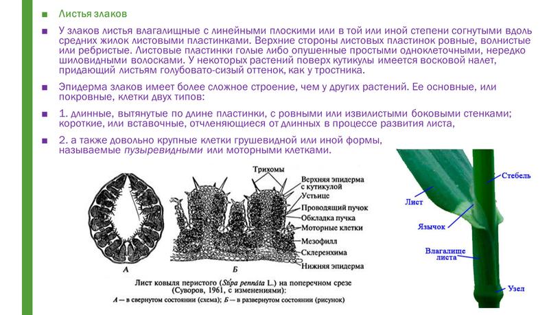 Листья злаков У злаков листья влагалищные с линейными плоскими или в той или иной степени согнутыми вдоль средних жилок листовыми пластинками