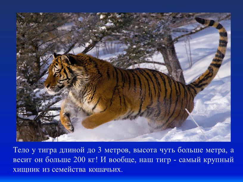 Тело у тигра длиной до 3 метров, высота чуть больше метра, а весит он больше 200 кг!