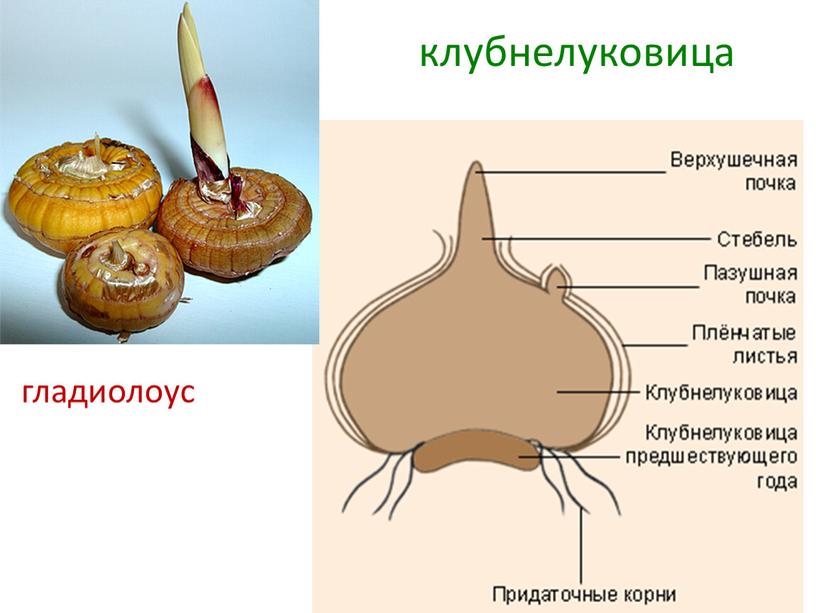 клубнелуковица гладиолоус