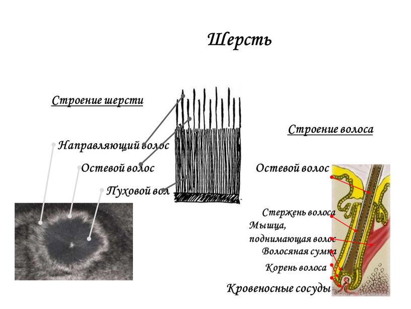 Шерсть Строение волоса Кровеносные сосуды