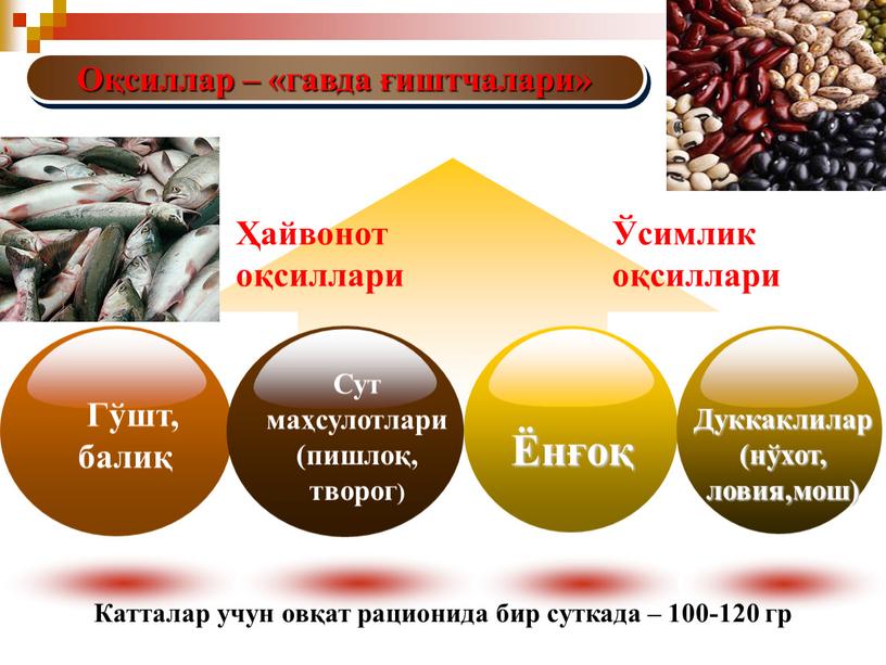 Оқсиллар – «гавда ғиштчалари» Дуккаклилар (нўхот, ловия,мош) Ҳайвонот оқсиллари Ўсимлик оқсиллари