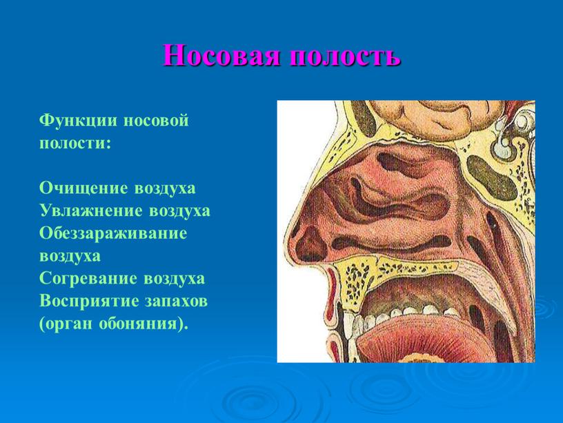 Носовая полость Функции носовой полости: