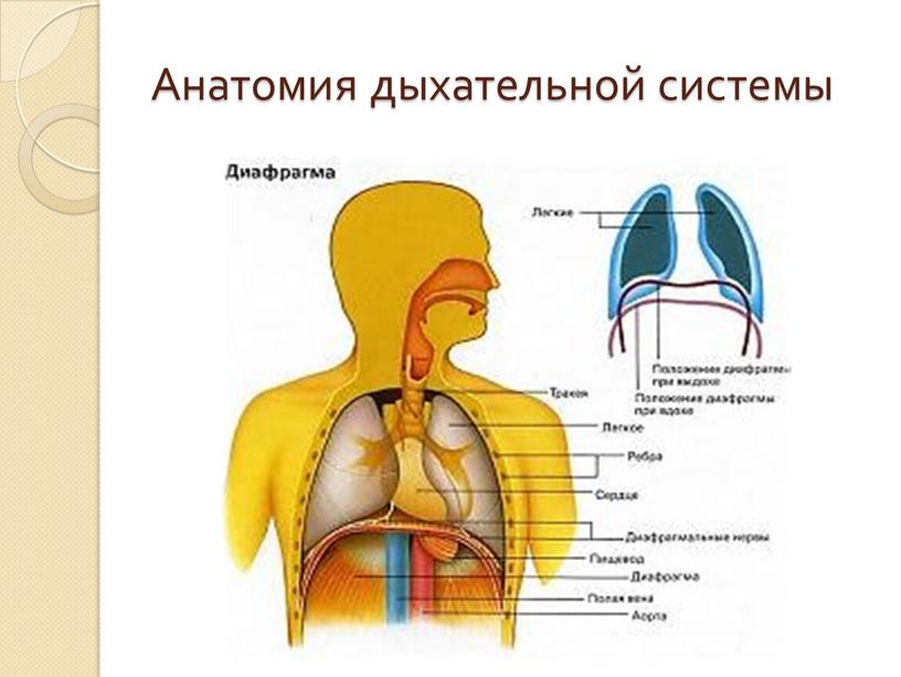 Анатомия дыхательной системы