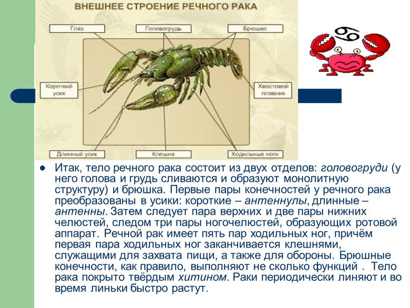 Итак, тело речного рака состоит из двух отделов: головогруди (у него голова и грудь сливаются и образуют монолитную структуру) и брюшка