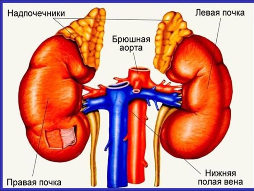 Органы выделения