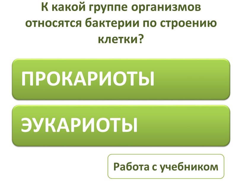 К какой группе организмов относятся бактерии по строению клетки?