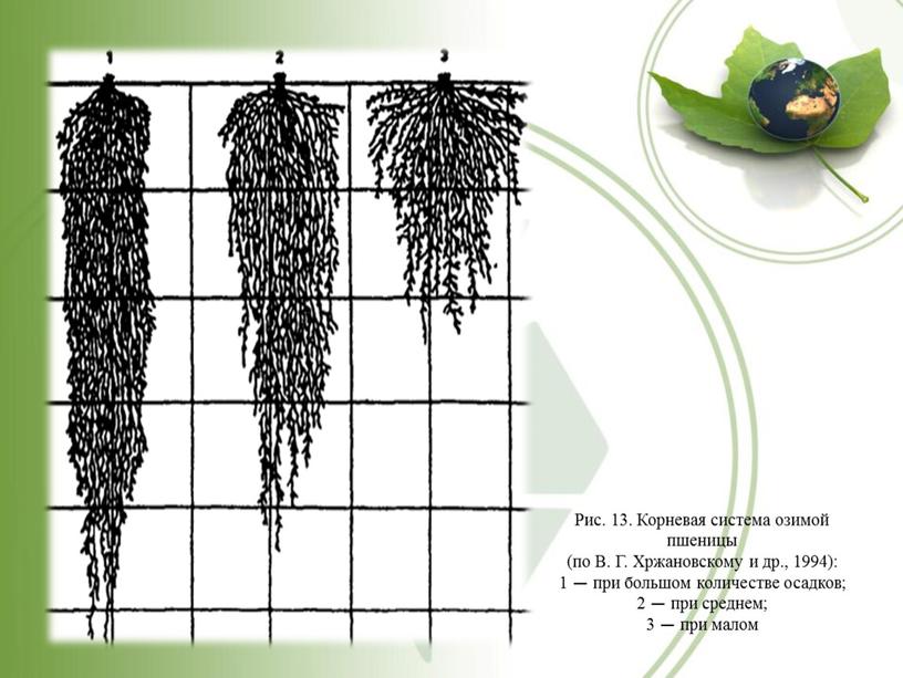 Рис. 13. Корневая система озимой пшеницы (по