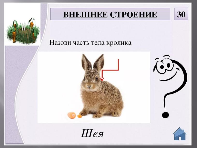 Презентация по Сельскохозяйственному труду:" Кролики. Внешнее строение и особенности". 5 класс