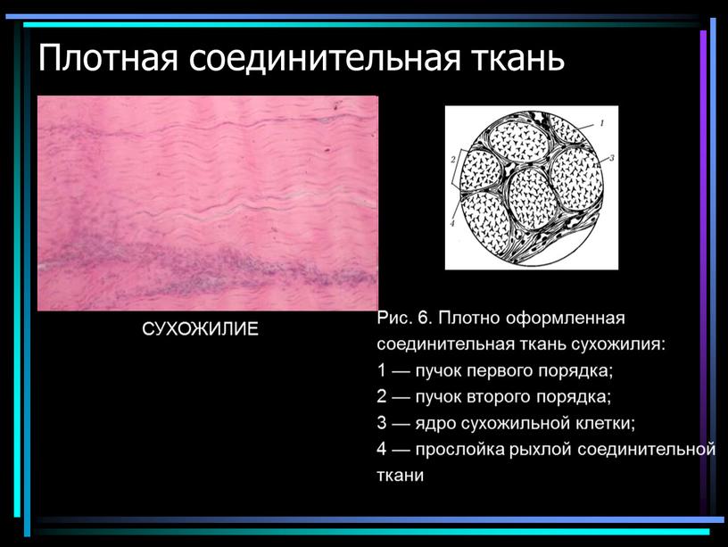 Плотная волокнистая соединительная ткань картинки