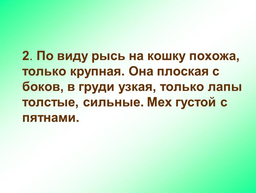 По виду рысь на кошку похожа, только крупная