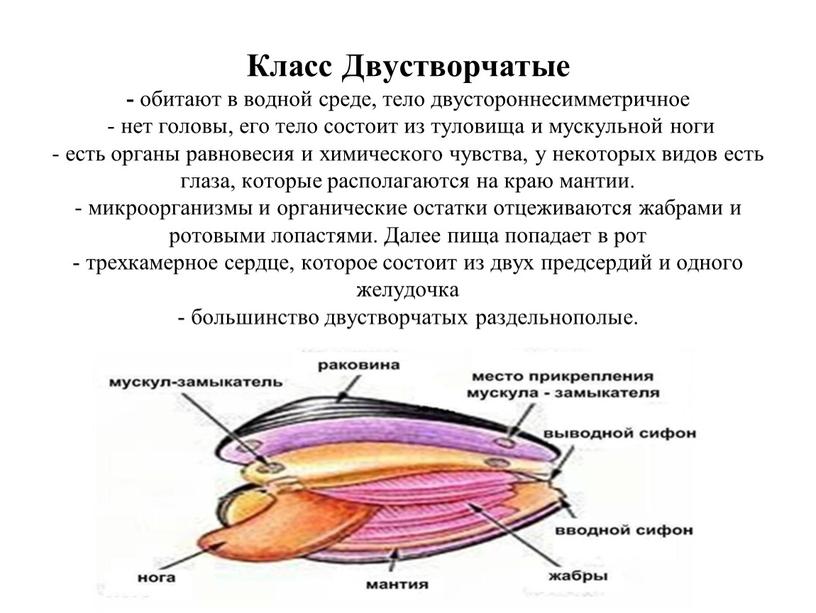 Туловище и нога моллюсков. Двустворчатые моллюски гермафродиты. Класс двустворчатые моллюски половая система кратко. Класс двустворчатые моллюски 7 класс половая система. Брюхоногие моллюски гермафродиты или раздельнополые.