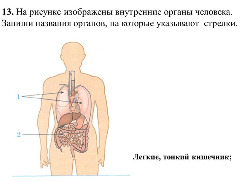На рисунке изображены внутренние органы человека