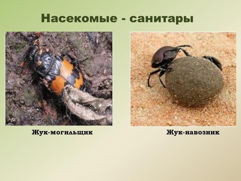 Насекомые - санитары Жук-могильщик