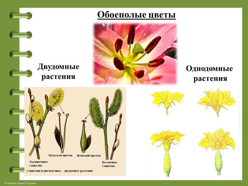 Обоеполые цветы Двудомные растения