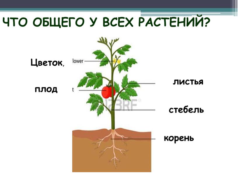 ЧТО ОБЩЕГО У ВСЕХ РАСТЕНИЙ? листья корень стебель