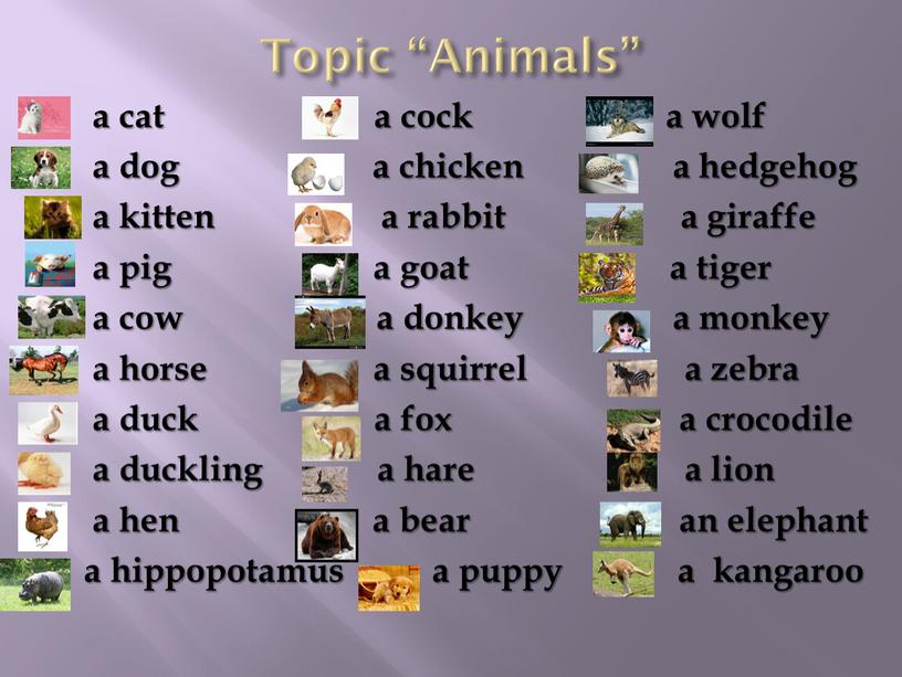 Topic “Animals” a cat a cock a wolf a dog a chicken a hedgehog a kitten a rabbit a giraffe a pig a goat a…