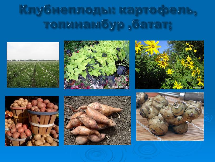 Клубнеплоды: картофель, топинамбур ,батат;