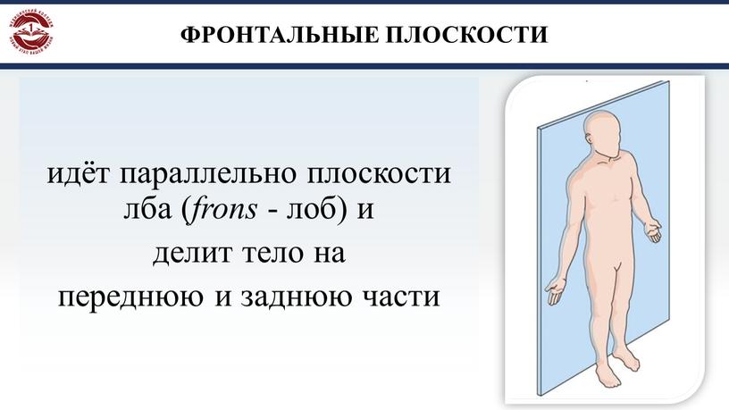 ФРОНТАЛЬНЫЕ ПЛОСКОСТИ идёт параллельно плоскости лба ( frons - лоб) и делит тело на переднюю и заднюю части