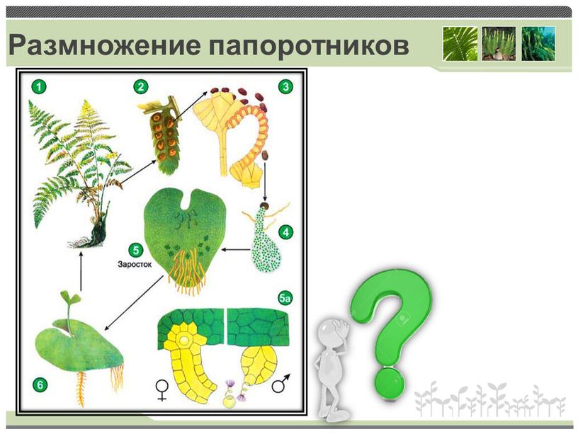 Размножение папоротников