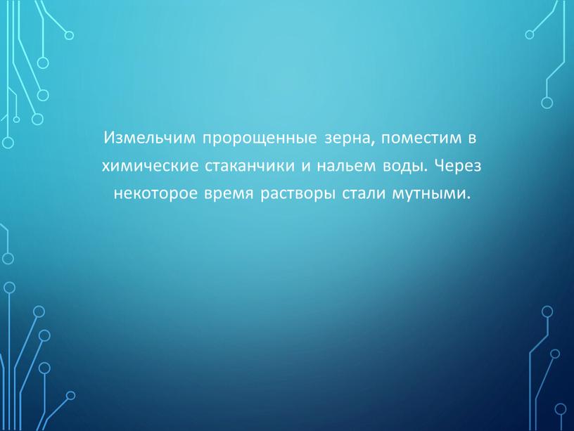 Измельчим пророщенные зерна, поместим в химические стаканчики и нальем воды