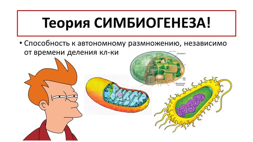 И в хлоропласте, и в митохондрии есть кольцевые 2-хцепочечные