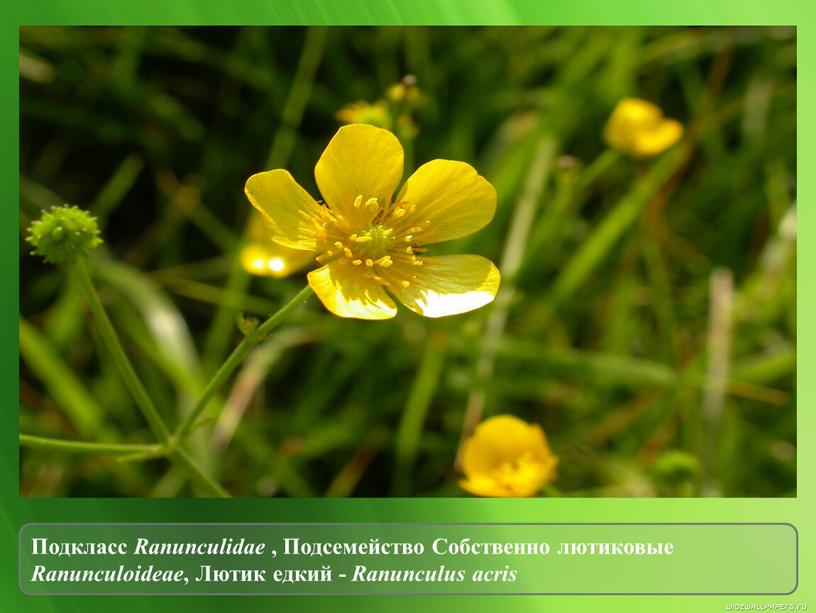 Подкласс Ranunculidae , Подсемейство