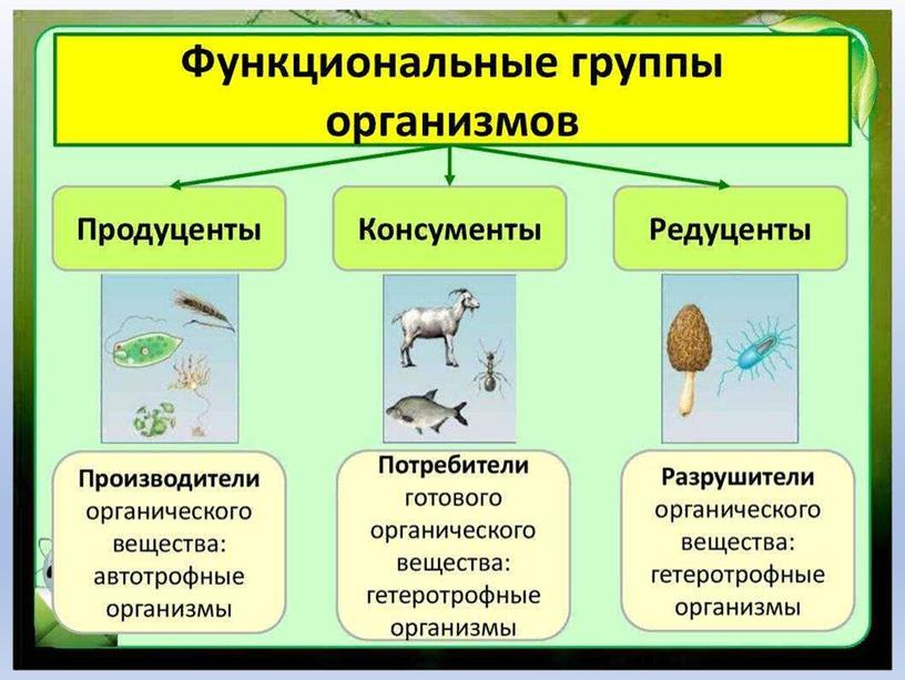 Биология 5 видов. Функциональные группы продуценты консументы редуценты. Продуценты консументы редуценты примеры. Продуценты 2) консументы 3) редуценты. 3 Группы продуценты консументы редуценты.