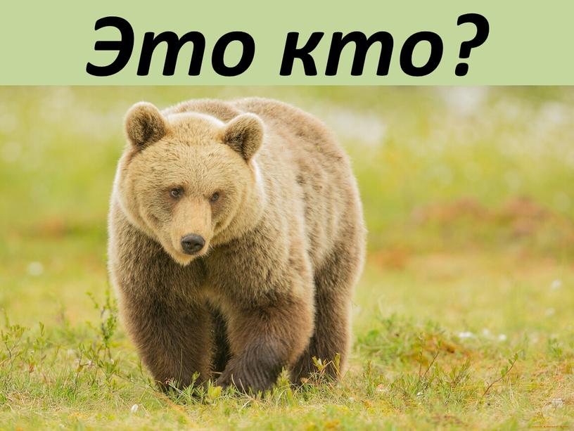 Это кто?