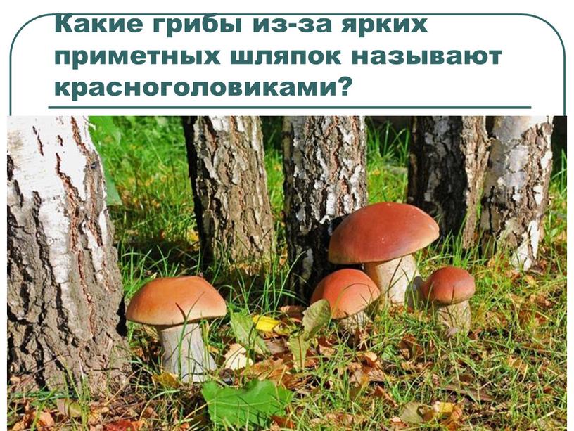 Какие грибы из-за ярких приметных шляпок называют красноголовиками?