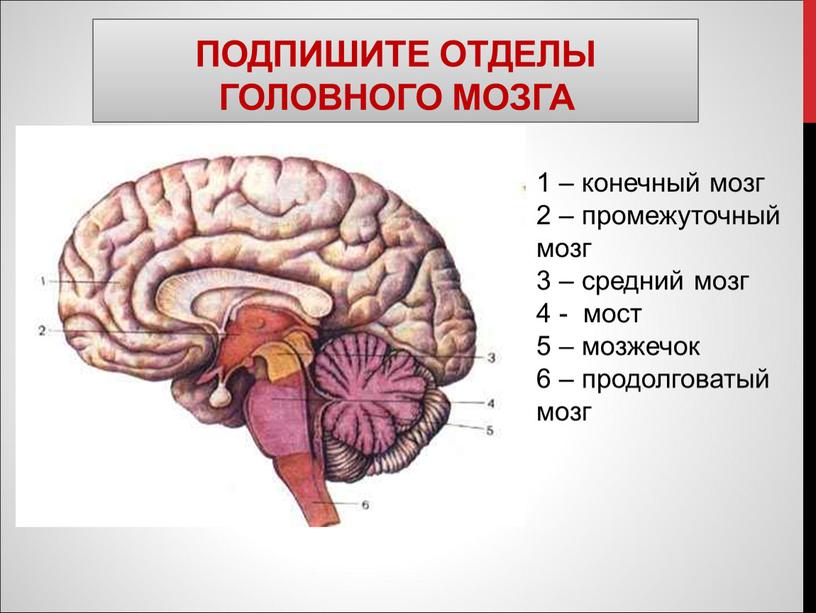 Подпишите отделы головного мозга 1 – конечный мозг 2 – промежуточный мозг 3 – средний мозг 4 - мост 5 – мозжечок 6 – продолговатый…