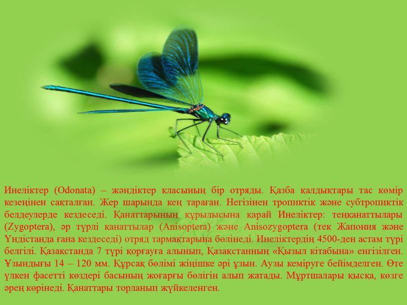 Инеліктер (Odonata) – жәндіктер класының бір отряды