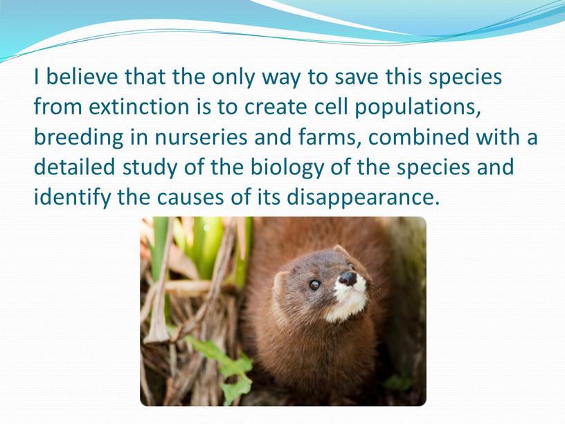 I believe that the only way to save this species from extinction is to create cell populations, breeding in nurseries and farms, combined with a…