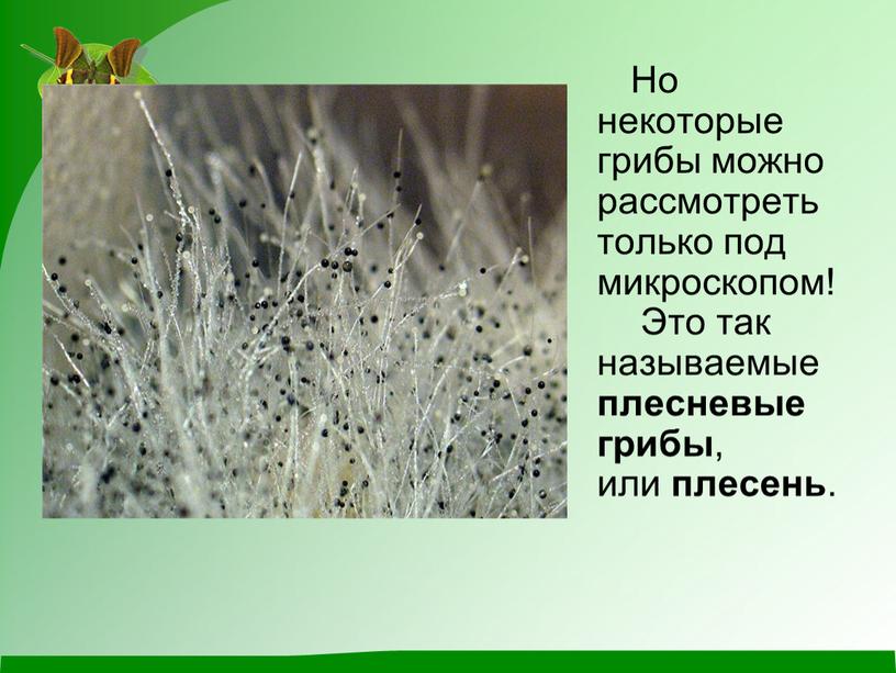 Но некоторые грибы можно рассмотреть только под микроскопом!