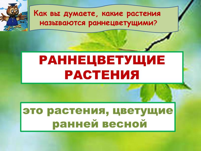 РАННЕЦВЕТУЩИЕ РАСТЕНИЯ это растения, цветущие ранней весной