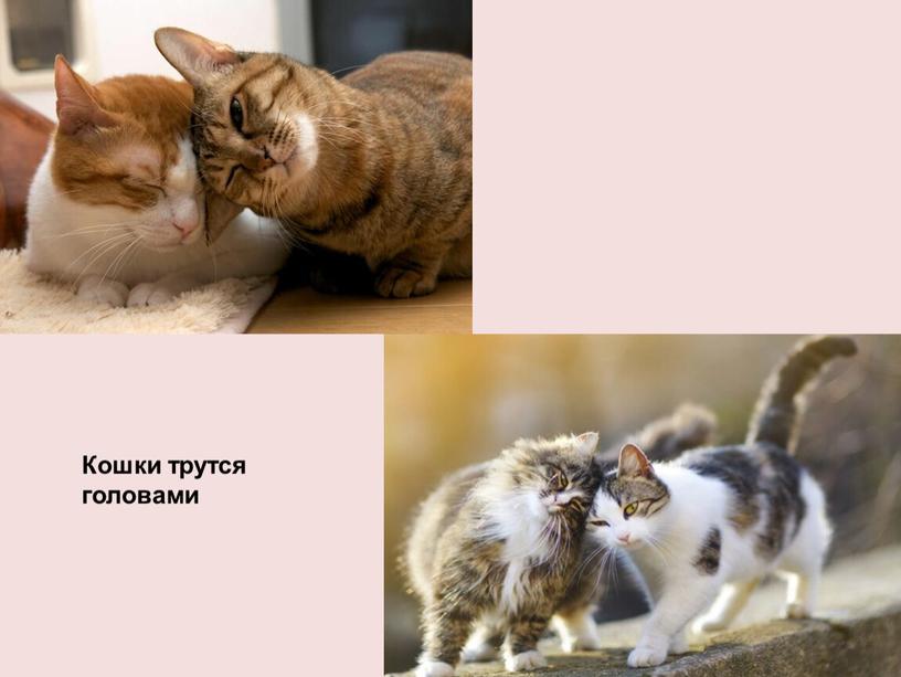 Кошки трутся головами