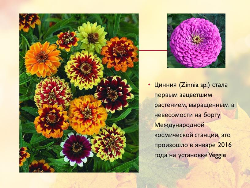 Цинния (Zinnia sp.) стала первым зацветшим растением, выращенным в невесомости на борту