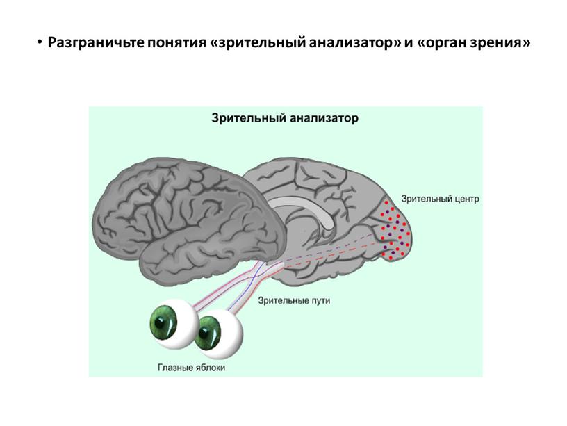 Разграничьте понятия «зрительный анализатор» и «орган зрения»