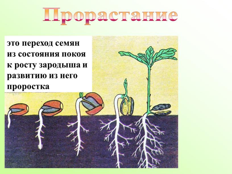 это переход семян из состояния покоя к росту зародыша и развитию из него проростка Прорастание