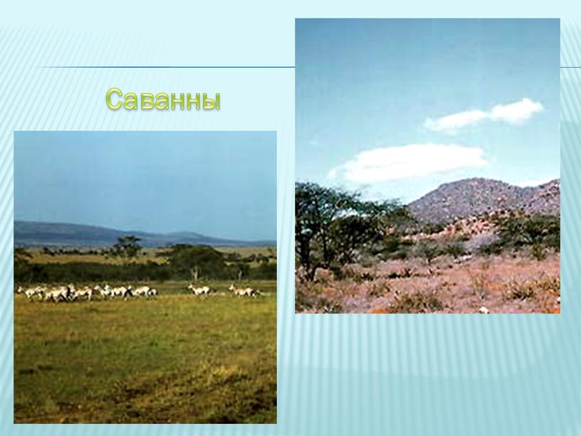 Саванны