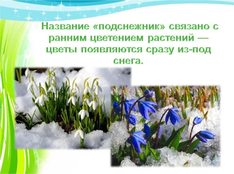 Название «подснежник» связано с ранним цветением растений — цветы появляются сразу из-под снега