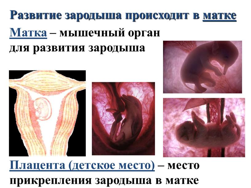 Развитие зародыша происходит в матке