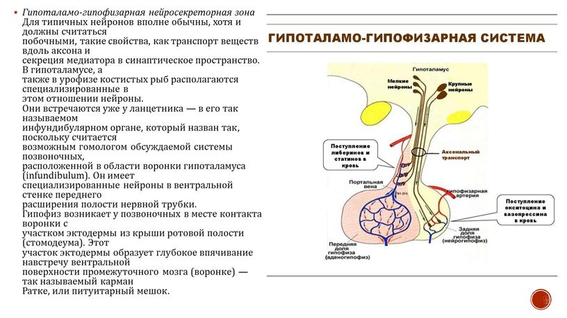 Гипоталамо-гипофизарная нейросекреторная зона