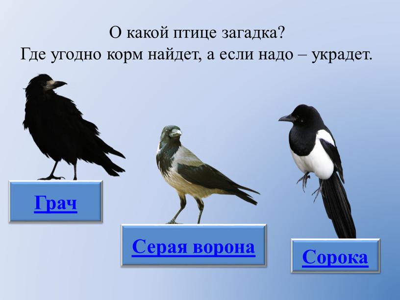 О какой птице загадка? Где угодно корм найдет, а если надо – украдет